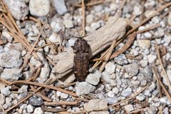 Danosoma brevicorne 80410806 by Dario. Used under a CC0 license.