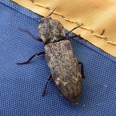 Danosoma brevicornis by Jacy Lucier. Used under a CC BY-SA 4.0 license.