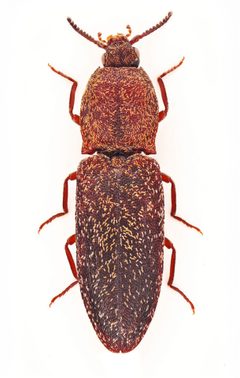 Lacon auroratus 306178520 by Nick Bédard. Used under a CC0 license.
