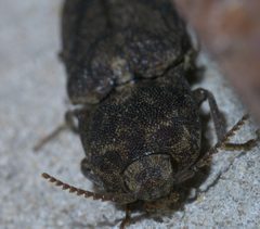 Lacon marmoratus P1600097a by 
xpda. Used under a CC BY-SA 4.0 license.