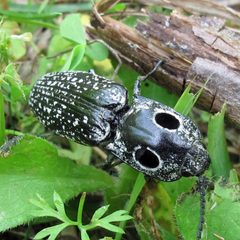 Alaus oculatus 1 by Jacy Lucier. Used under a CC BY-SA 4.0 license.