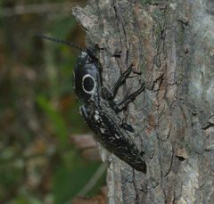 Alaus oculatus P1250459a by 
xpda. Used under a CC BY-SA 4.0 license.