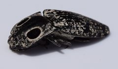Alaus oculatus UMFS 2 by Fredlyfish4. Used under a CC BY-SA 4.0 license.
