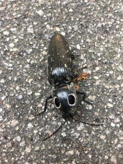 Eastern Eyed Click Beetle Durham NC by NCBioTeacher. Used under a CC0 license.