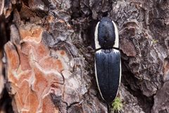 Chalcolepidius apacheanus - Flickr - aspidoscelis by Patrick Alexander from Las Cruces, NM. Used under a CC0 license.