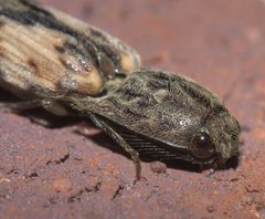 Pherhimius fascicularis P1210162b by
xpda. Used under a CC BY-SA 4.0 license.