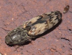 Pherhimius fascicularis P1210165a by 
xpda. Used under a CC BY-SA 4.0 license.