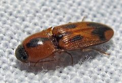 Aeolus mellillus by Jacy Lucier. Used under a CC BY-SA 4.0 license.