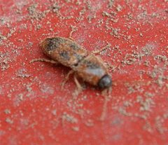 Aeolus mellilus by Cody Hough. Used under a CC BY-SA 3.0 license.