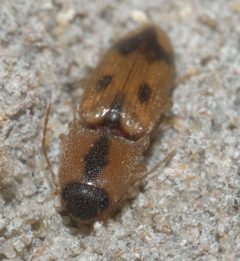 Aeolus scutellatus P1140151b by 
xpda. Used under a CC BY-SA 4.0 license.
