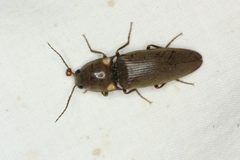 Deilelater physoderus by Andrew Meeds. Used under a CC BY 4.0 license.