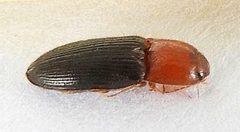 Esthesopus atripennis by iNaturalist user: jimeckert49. Used under a CC BY 4.0 license.