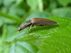 Athous haemorrhoidalis male 01 by Syrio. Used under a CC BY-SA 4.0 license.