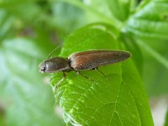 Athous haemorrhoidalis male 02 by Syrio. Used under a CC BY-SA 4.0 license.