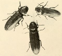 Limonius californicus 3 adults by John Enos Graf. Used under a Public domain license.