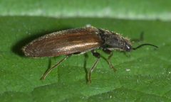 Hemicrepidius pallidipennis - inat 57779817 by {{{name}}}. Used under a CC BY-SA 4.0 license.