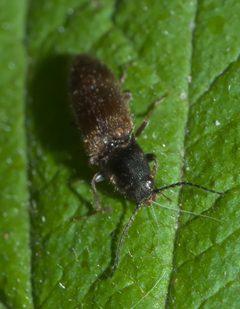 Hemicrepidius pallidipennis P1050854a by 
xpda. Used under a CC BY-SA 4.0 license.