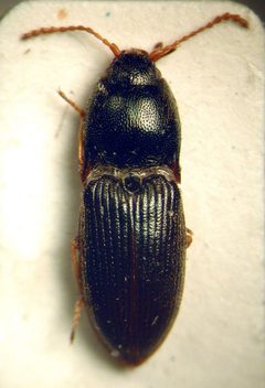 Hypnoidus rivularius by M. Virtala. Used under a Copyrighted free use license.