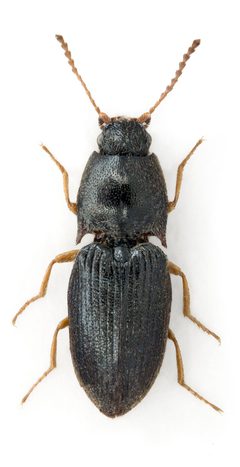 Hypnoidus rivularius1 by John Hallmén. Used under a CC BY 3.0 license.