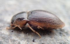 Hypolithus littoralis by D. Sikes. Used under a CC BY-SA 2.0 license.
