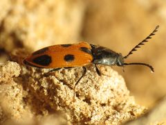 Fancy Click Beetle - Flickr - treegrow by Katja Schulz from Washington, D. C., USA. Used under a CC BY 2.0 license.