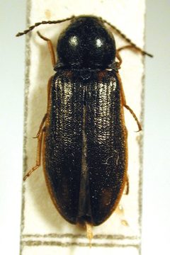 Eanus costalis by M. Virtala. Used under a Copyrighted free use license.