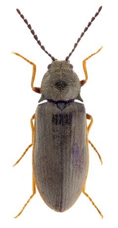 Eanus costalis1 by John Hallmén. Used under a CC BY 3.0 license.