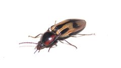 Selatosomus pulcher by Dan MacNeal. Used under a CC BY 4.0 license.
