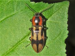 Selatosomus pulcher 133694509 by Dan MacNeal. Used under a CC BY 4.0 license.