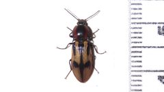 Selatosomus pulcher 81278269 by Dan MacNeal. Used under a CC BY 4.0 license.