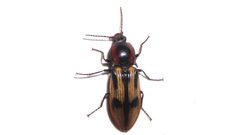 Selatosomus pulcher 81278326 by Dan MacNeal. Used under a CC BY 4.0 license.