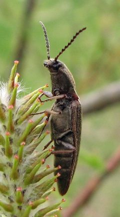 Sylvanelater cylindriformis by Jacy Lucier. Used under a CC BY-SA 4.0 license.