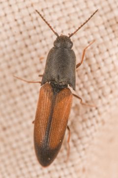 Agriotes apicalis 224573730 by Chloe and Trevor Van Loon. Used under a CC BY 4.0 license.