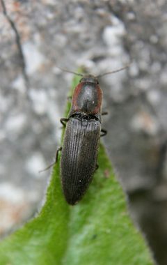 Agriotes fucosus by Cody Hough. Used under a CC BY-SA 3.0 license.