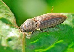 Agriotes-lineatus-01-fws by Francisco Welter-Schultes. Used under a CC0 license.