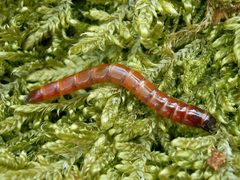 Agriotes-lineatus-011 by Danny Steaven. Used under a CC BY-SA 3.0 license.