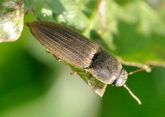 Agriotes-lineatus-02-fws by Francisco Welter-Schultes. Used under a CC0 license.