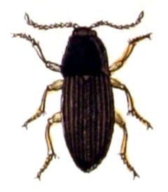 Agriotes.lineatus.-.calwer.26.19 by Emil Hochdanz
. Used under a Public domain license.