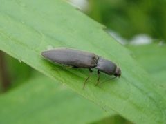 Agriotes lineatus by Anevrisme. Used under a CC BY-SA 3.0 license.