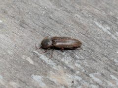 Agriotes lineatus 01 by AfroBrazilian. Used under a CC BY-SA 3.0 license.