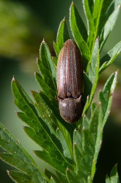 P1100002 Agriotes lineatus by Darius Bauzys. Used under a Attribution license.