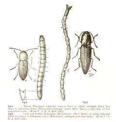 ElateridAdLarvae by H T Fernald. Used under a Public domain license.