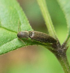 Agriotes oblongicollis 279508506 by Scott Morris. Used under a CC BY 4.0 license.