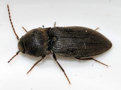 Agriotes-obscurus-16-fws by Francisco Welter-Schultes. Used under a CC0 license.