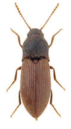 Agriotes obscurus by John Hallmén. Used under a CC BY 3.0 license.