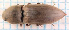 Agriotes obscurus-o by Magnefl. Used under a CC BY-SA 4.0 license.