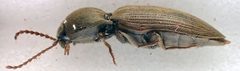 Agriotes obscurus-s by Magnefl. Used under a CC BY-SA 4.0 license.