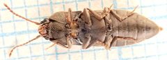 Agriotes obscurus-u by Magnefl. Used under a CC BY-SA 4.0 license.