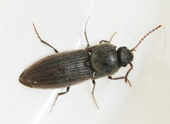 Agriotes-undetermined-02-fws by Francisco Welter-Schultes. Used under a CC0 license.