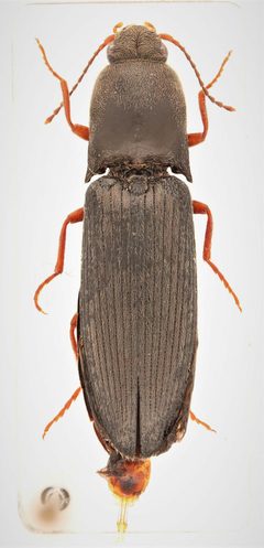 Agriotes stabilis 294738684 by Nick Bédard. Used under a CC0 license.